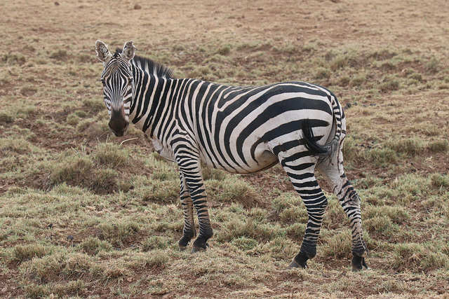 Plains or common zebra