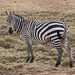 Plains or common zebra