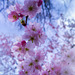 Springy blossoms