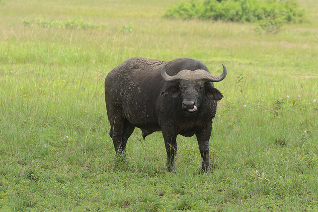 Uganda, Buffalo in Queen Elizabeth National Park