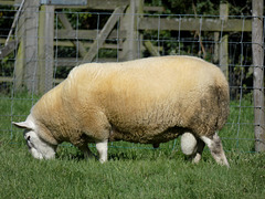 South Country Cheviot Sheep?