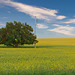 tree and pole in canola