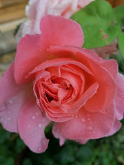 Dernière rose d'Automne plus qu'une autre exquise...