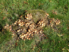 Fungi- Conifer Tuft?