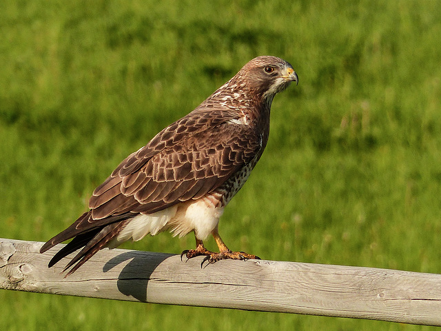 Swainson's Hawk