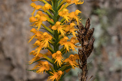Platanthera cristata (Crested Fringed orchid) with last year's seed capsules