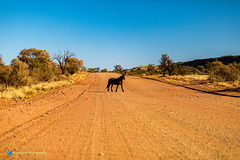 Encounters in the outback - Brumby