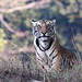Inde.Bandhavgarh.Tigre du Bengale
