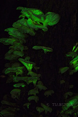Ghost fungus glowing at night