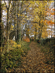 Beech Lane path