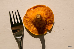 False Chanterelle - orange rather than the egg-yolk yellow of a Chanterelle