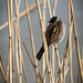 Reed bunting in Reed