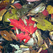 17/50 maple leaf, feuille d'érable