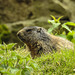 20170426 0673CPw [D~BI] Alpenmurmeltier (Marmota marmota), Tierpark Olderdissen, Bielefeld