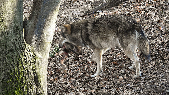 20190216 4404CPw [D~BI] Wolf, Tierpark Olderdissen, Bielefeld