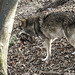 20190216 4404CPw [D~BI] Wolf, Tierpark Olderdissen, Bielefeld