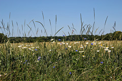 Blaue und weisse Blüten am Feldrand