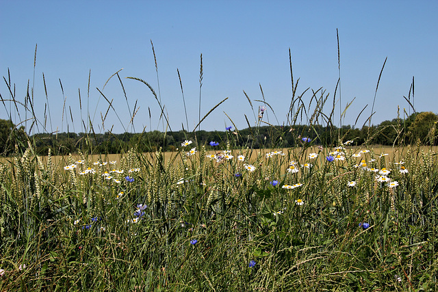 Blaue und weisse Blüten am Feldrand