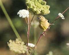 Goldfinch on Queen Anne's Lace in Summer