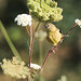 Goldfinch on Queen Anne's Lace in Summer