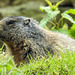 20170426 0674CPw [D~BI] Alpenmurmeltier (Marmota marmota), Tierpark Olderdissen, Bielefeld