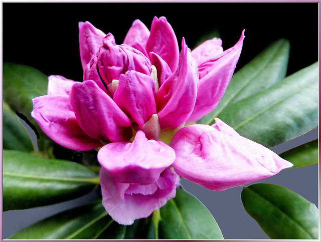 Rhododendron blossom opens... ©UdoSm