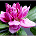 Rhododendron blossom opens... ©UdoSm