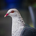White-headed pigeon