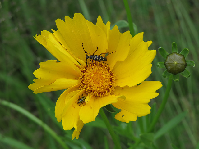 Beetles on Coreopsis flower