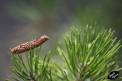 Male Lodgepole Pine Cone at LaPine State Park (+8 insets!)