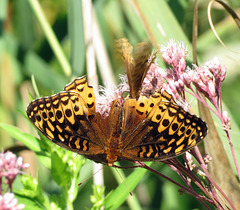 North American Fritillary butterflies mating