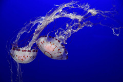 Purple-striped Jelly – Monterey Bay Aquarium, Monterey, California