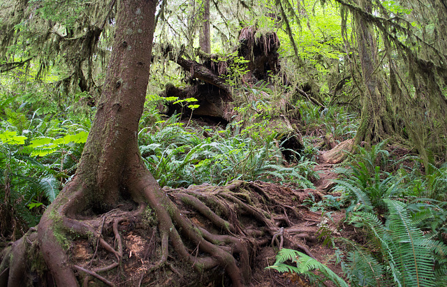 Quinault Rain Forest (#1386)