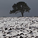 The tree in the snow field