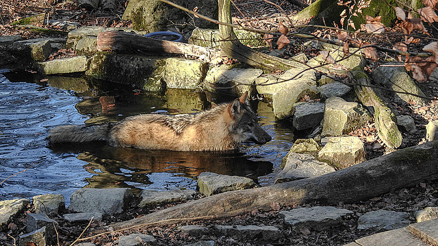 20190216 4406CPw [D~BI] Wolf, Tierpark Olderdissen, Bielefeld