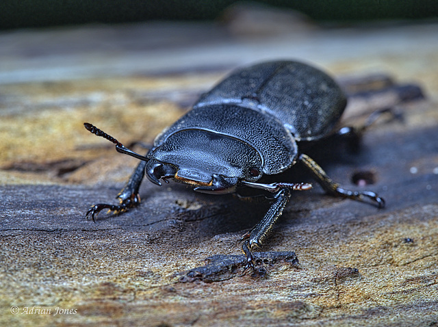 Dorcus parallelipipedus, The Lesser Stag Beetle