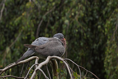 Wood pigeon (Columba palumbus)
