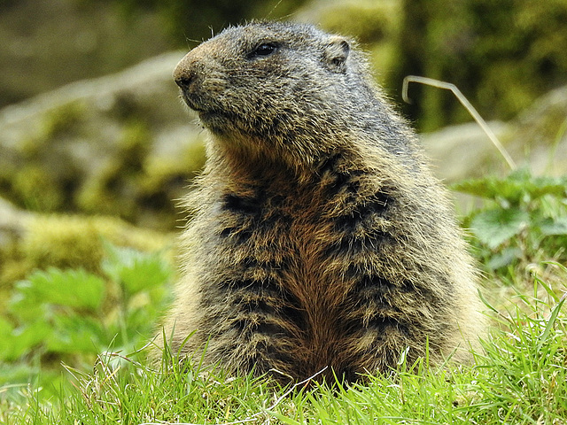 20170426 0676CPw [D~BI] Alpenmurmeltier (Marmota marmota), Tierpark Olderdissen, Bielefeld