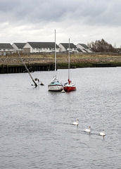 3 Masts and 3 Swans