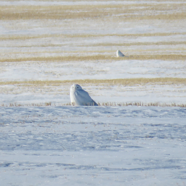Two male Snowy Owls in the same field