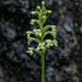 Gymnadeniopsis clavellata (Club-spur orchid)