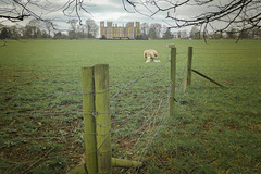 Do have a ''Happy fence Friday''... to everyone.. from 'Dj.. at 'Hardwick hall'