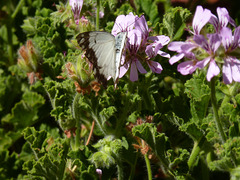 A caper white butterfly