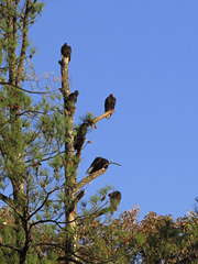 Vultures (Turkey & black) on a dead tree