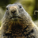 20170426 0677CPw [D~BI] Alpenmurmeltier (Marmota marmota), Tierpark Olderdissen, Bielefeld