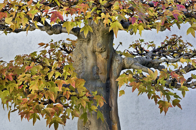 Bonsai Trident Maple #1 – United States National Arboretum, Washington, DC