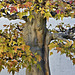 Bonsai Trident Maple #1 – United States National Arboretum, Washington, DC