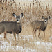 Mule Deer mom and youngster