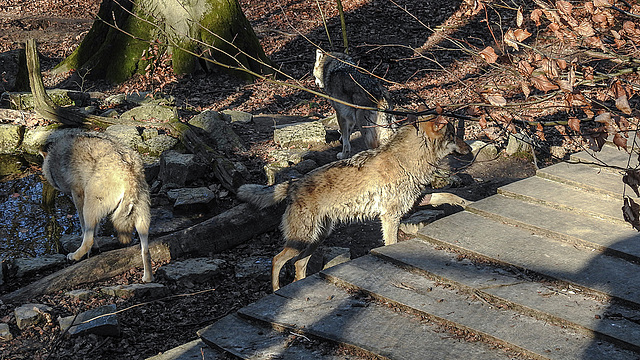 20190216 4409CPw [D~BI] Wolf, Tierpark Olderdissen, Bielefeld