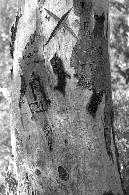 Tree graffiti at Almuñécar